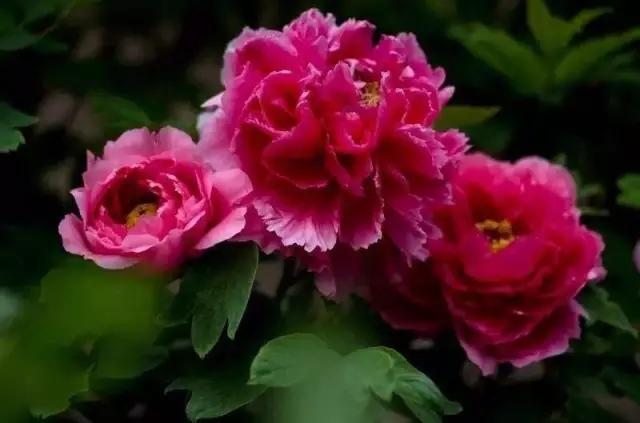 "香玉"花初开浅粉色,盛开洁白如玉