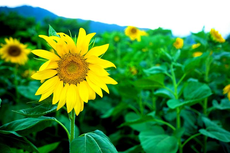 向日葵什么时候开花一天之内 200910231418585Qx1Cl.jpg