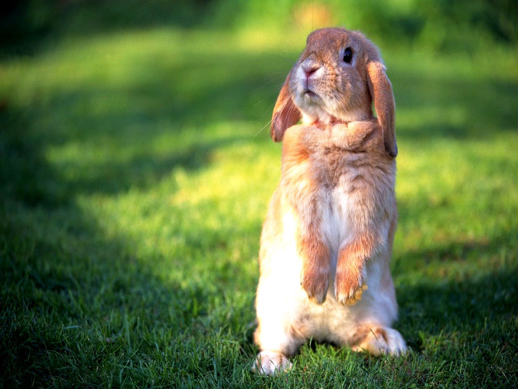 凌晨两点多,半夜醒来竟然睡不着。用数兔子方