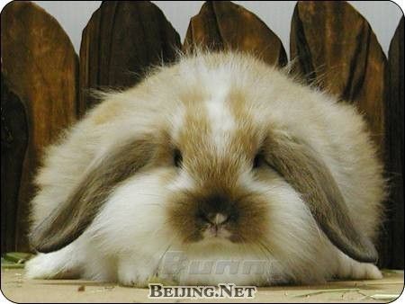 凌晨两点多,半夜醒来竟然睡不着。用数兔子方