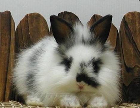 凌晨两点多,半夜醒来竟然睡不着。用数兔子方