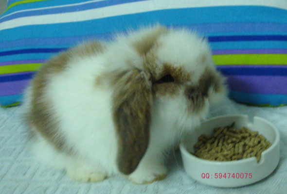 201012171336336Jp6Rt.jpg