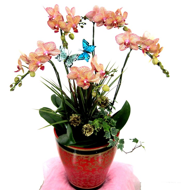 201101191005498Ga4Sd.jpg