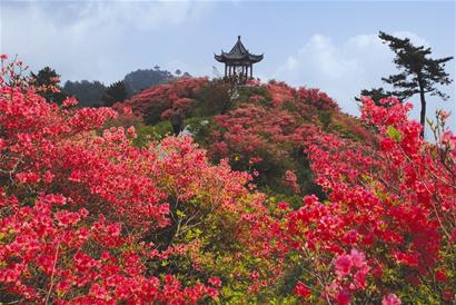 打听什么时候哪里的杜鹃花最好