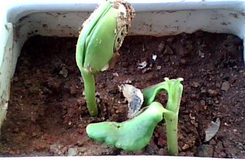 201104181435384Oj4Fs.jpg