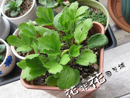 如何种植蔬菜视频 201202252147274Hh1Sm.jpg